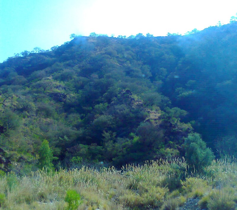 Green Hillside with Trees — Natural