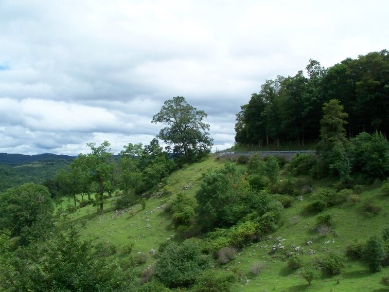 Green Hillside with Trees — Overcast