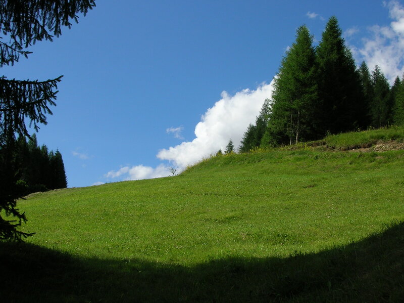 Green Hillside with Trees — Serene, Afternoon, Photograph