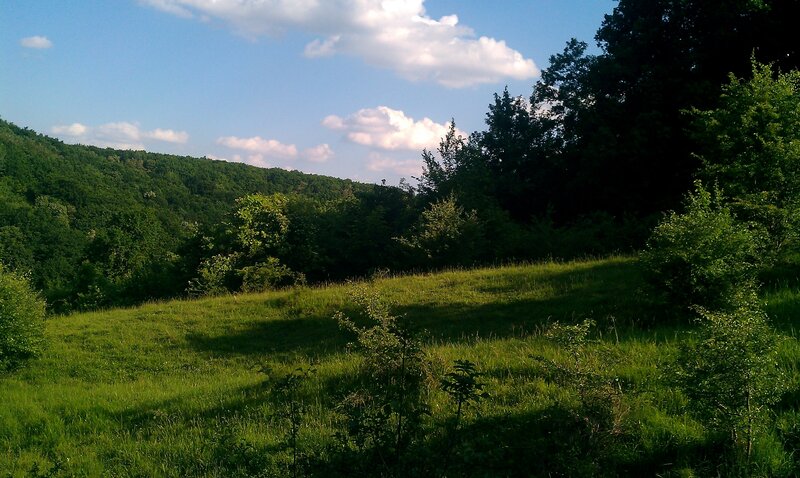 Green Hillside with Trees — Serene, Afternoon