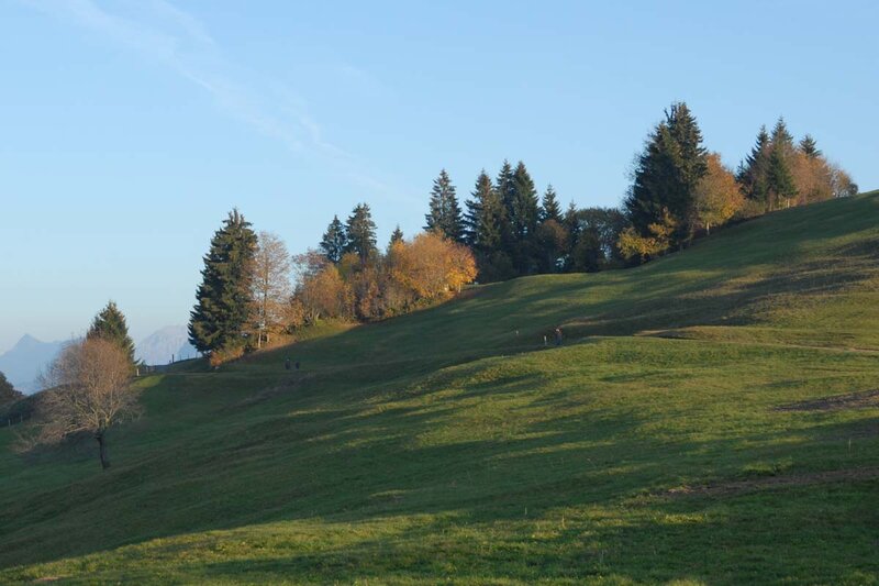 Green Hillside with Trees — Serene, Autumn