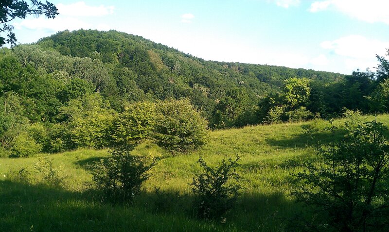 Green Hillside with Trees — Serene