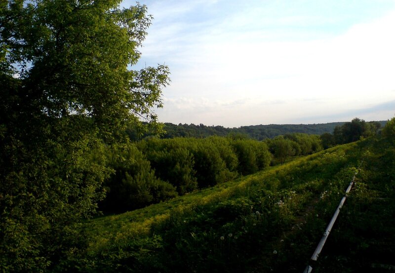 Green hillside with trees