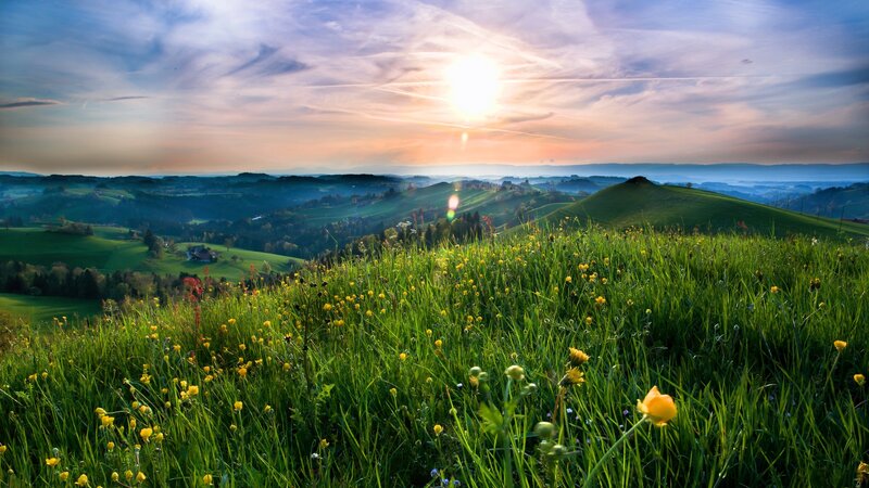 Green Hillside with Wildflowers