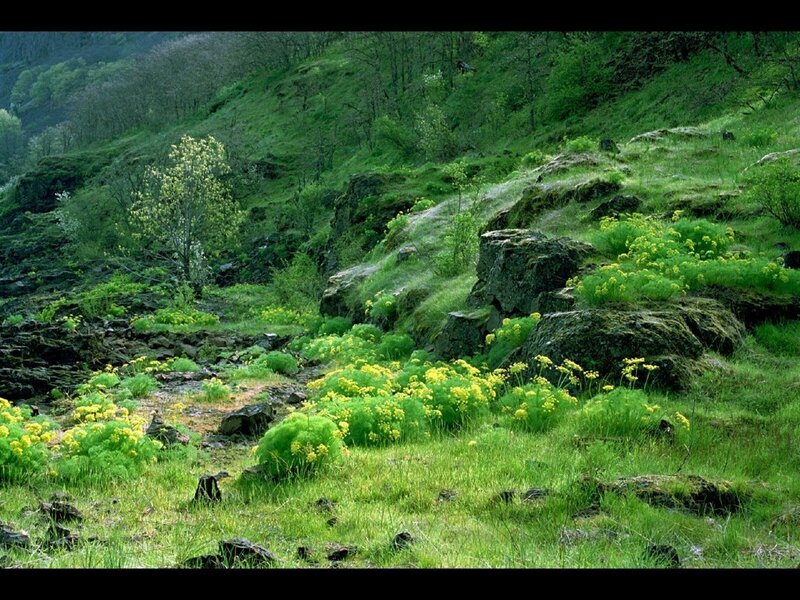 green hillside with yellow flowers