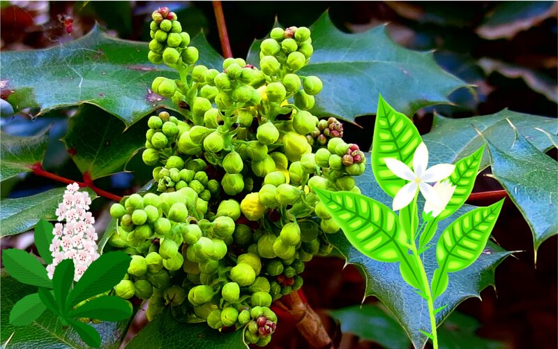 Green Holly Flower Cluster