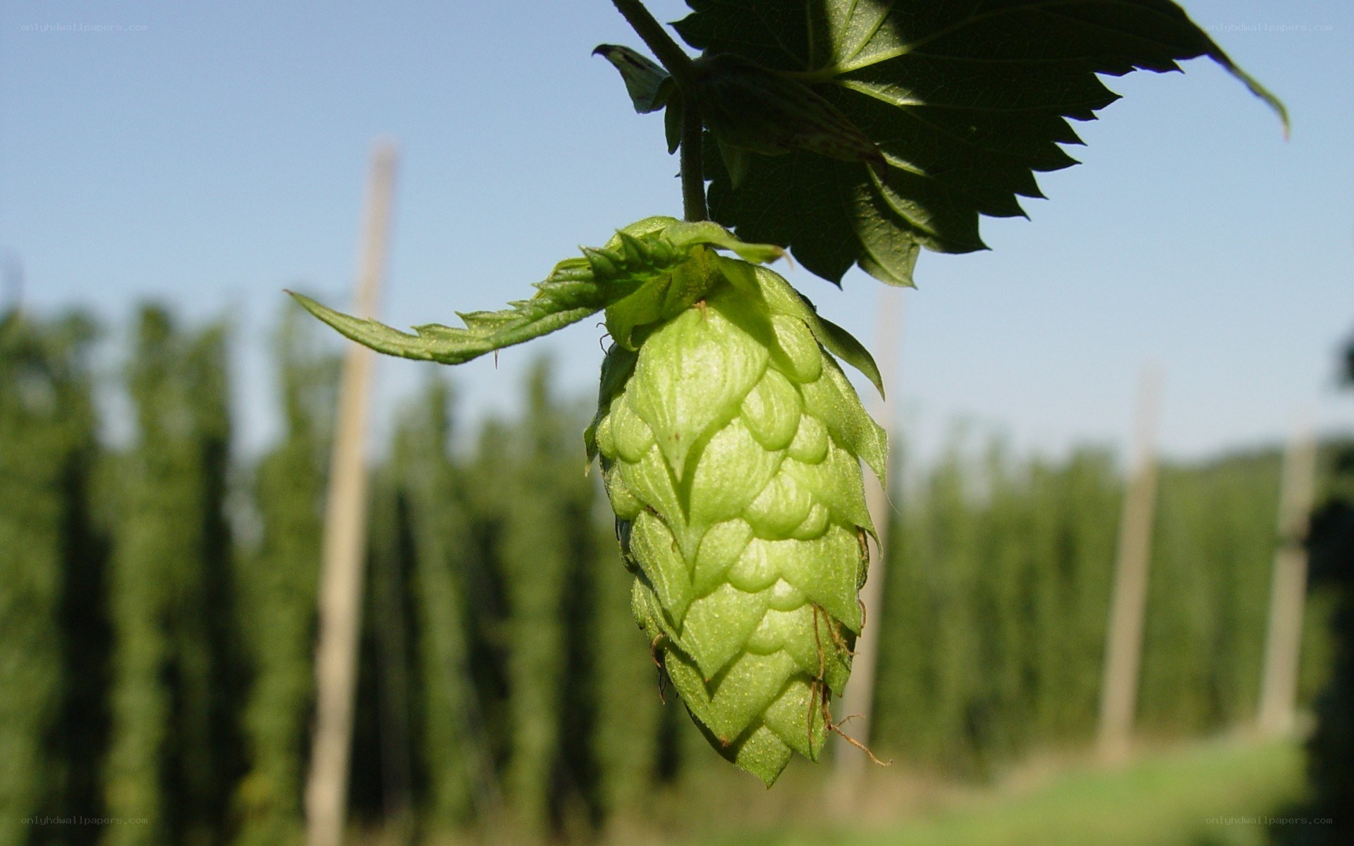 green hop cone on vine