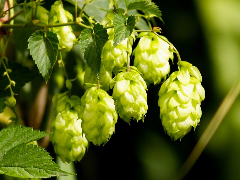 Green Hop Cones on Vine