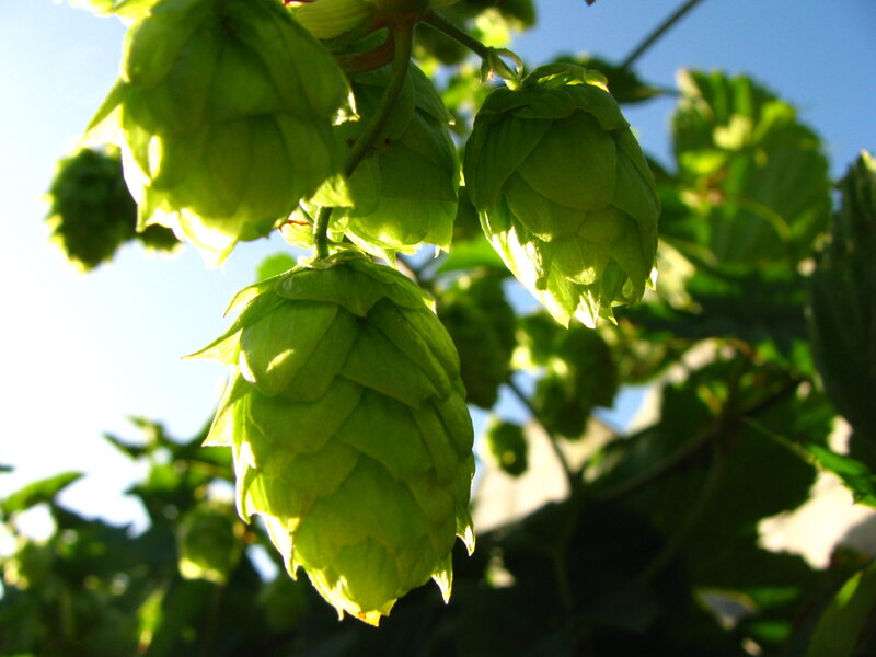 Green hops in sunlight