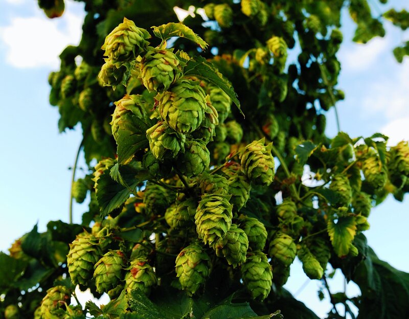 green hops on a vine