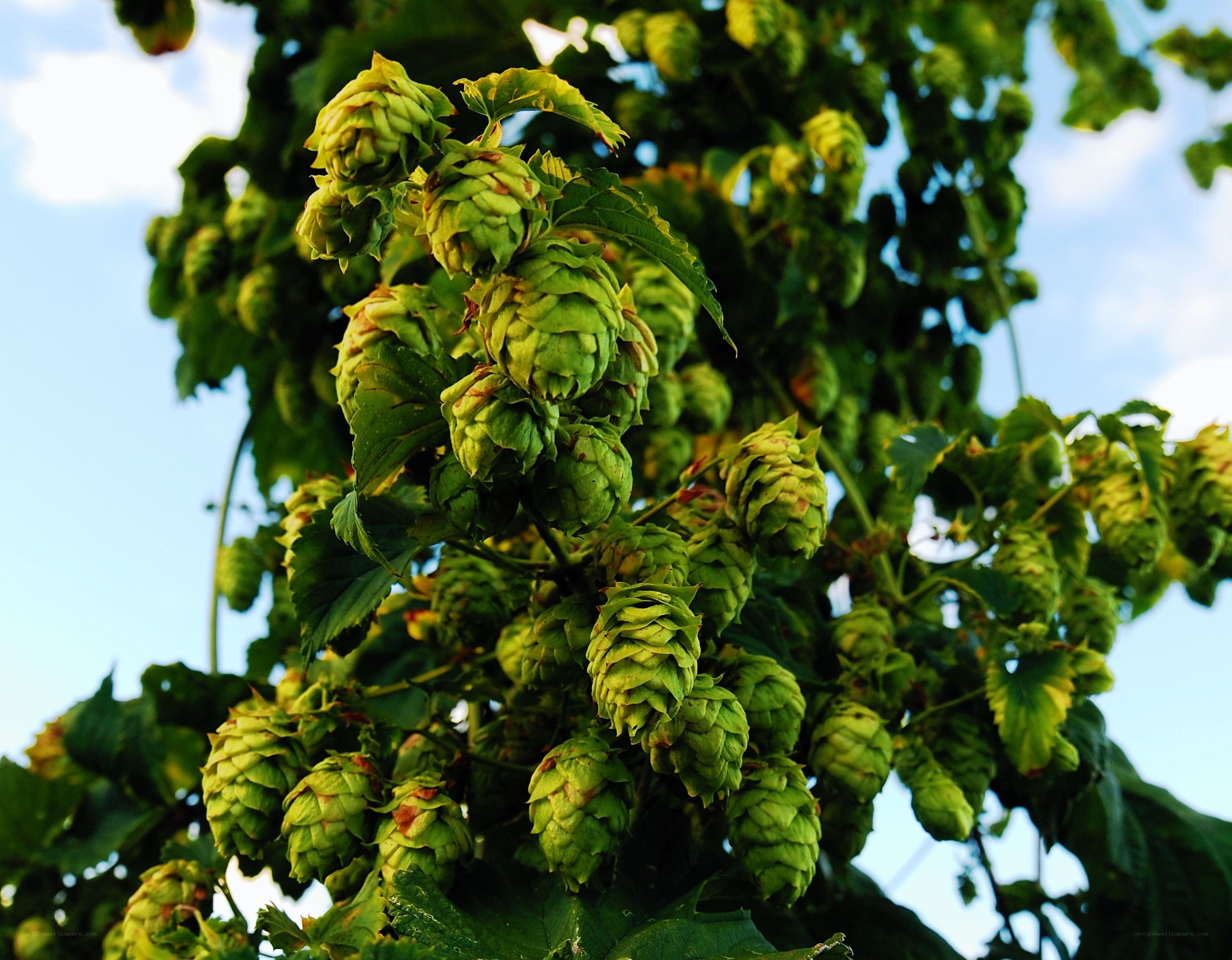 green hops on a vine