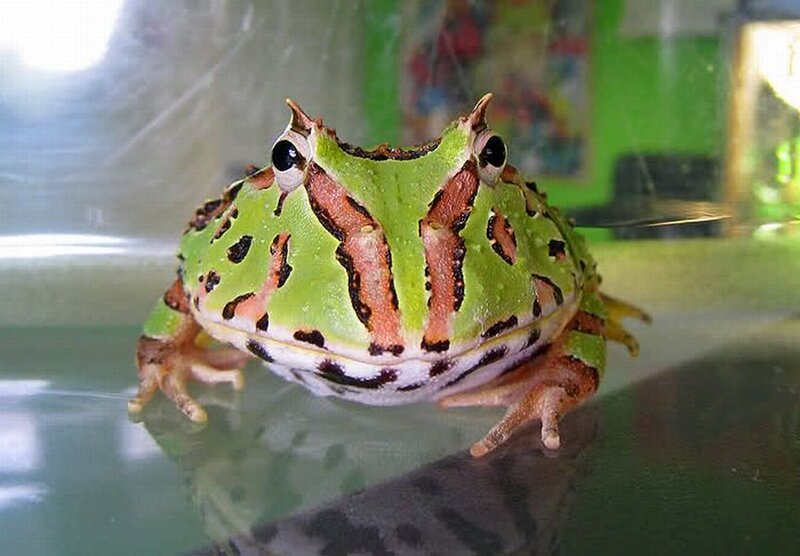 Green Horned Frog
