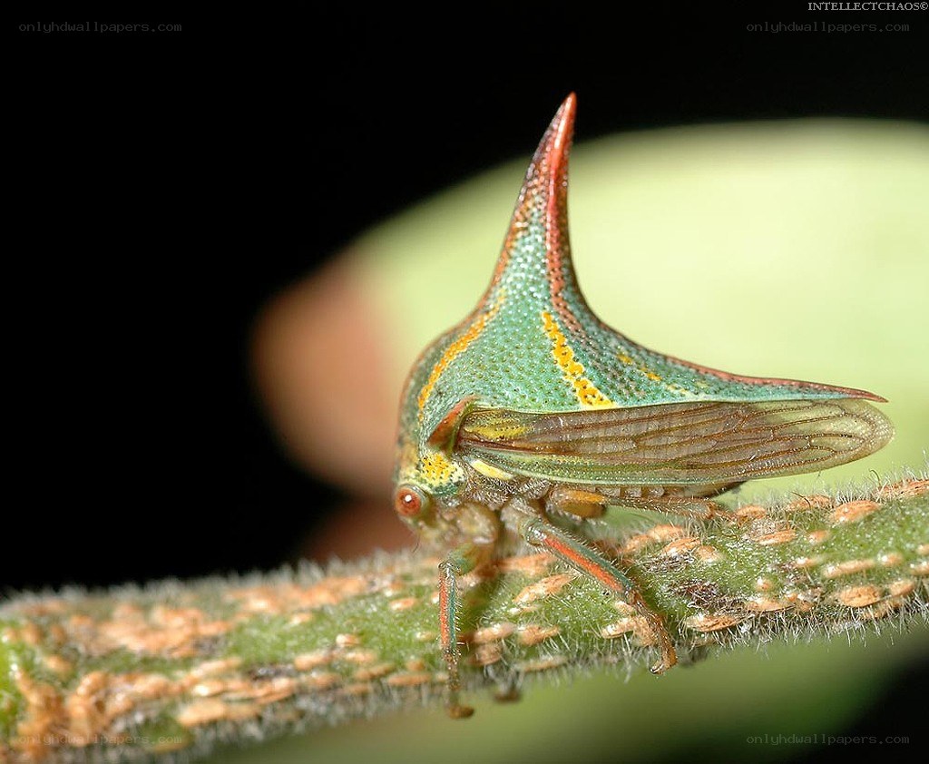green horned insect
