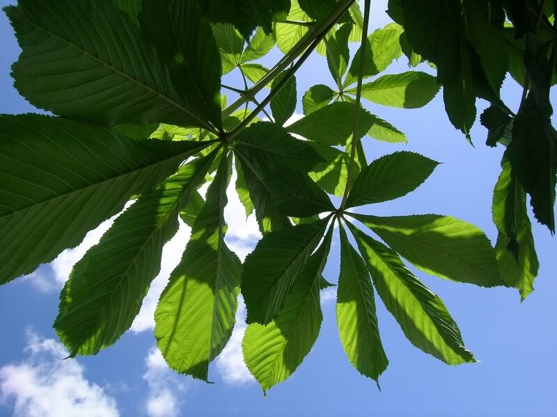 Green Horse Chestnut Leaves — Serene