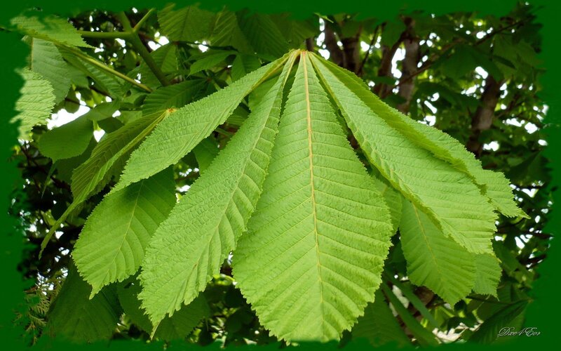green horse chestnut leaves