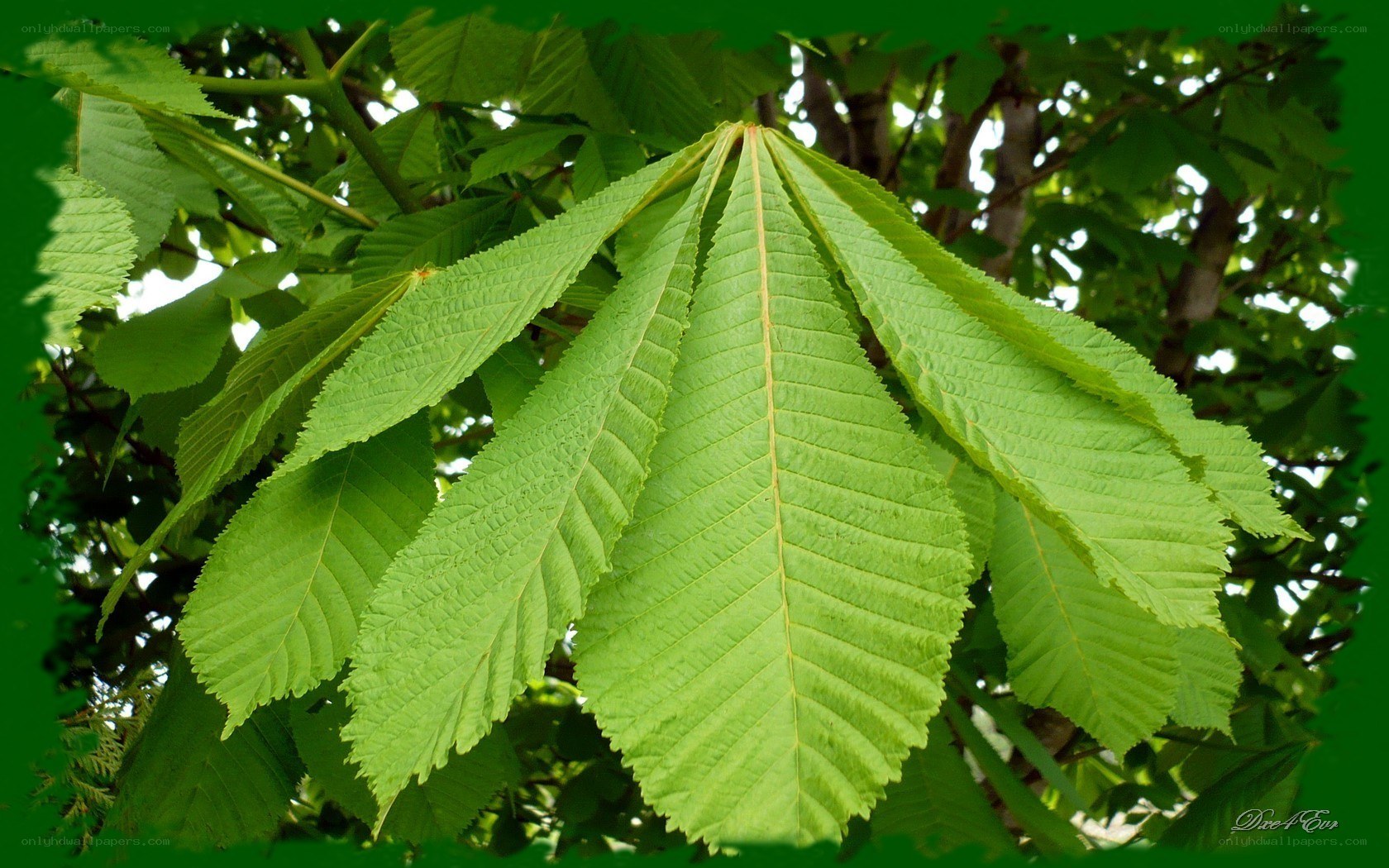 green horse chestnut leaves
