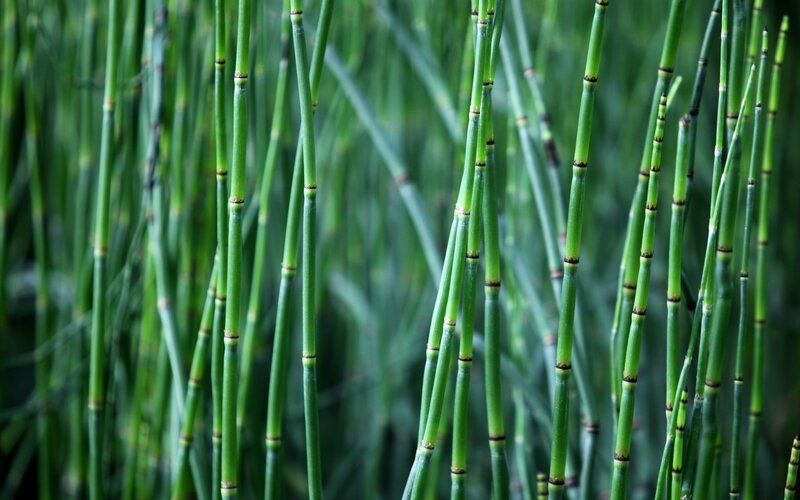 green horsetail stalks