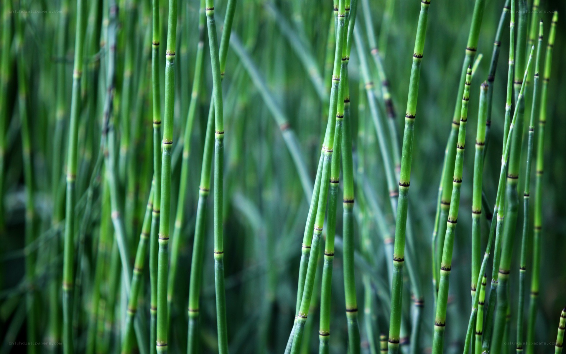 green horsetail stalks