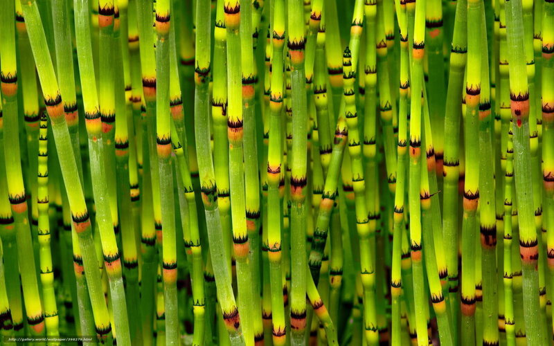 Green Horsetail Stems — Natural