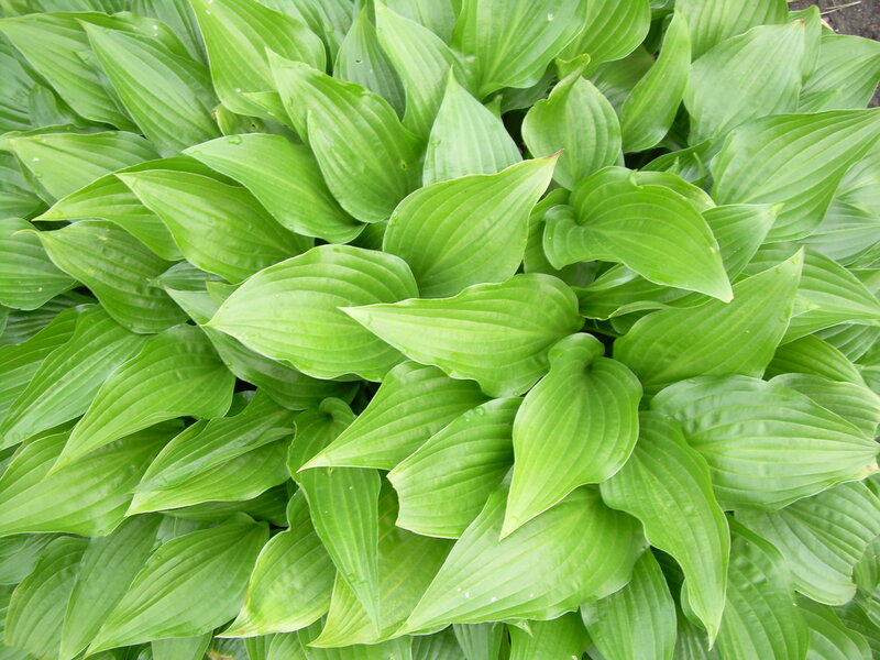 green hosta leaves
