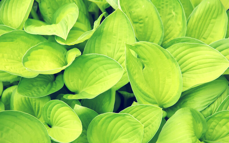 green hosta leaves