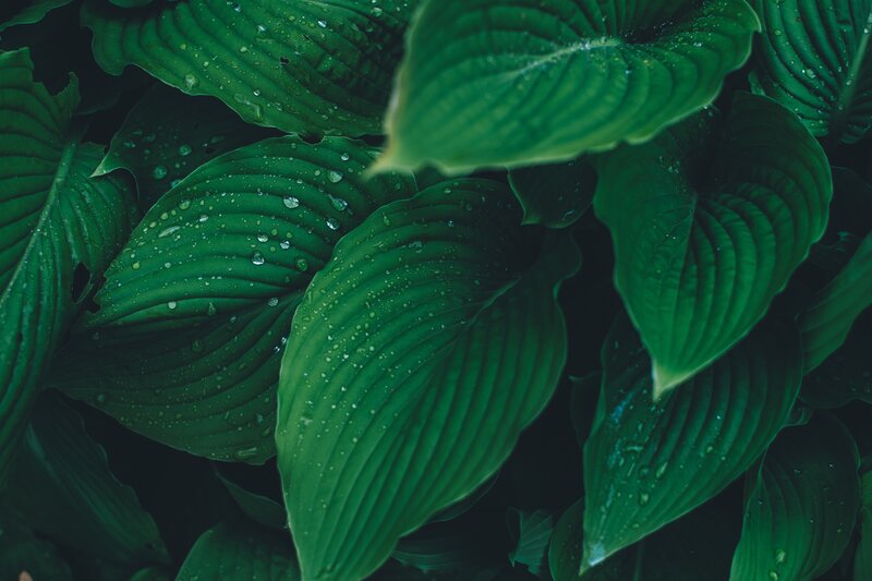 Green Hosta Leaves — Serene
