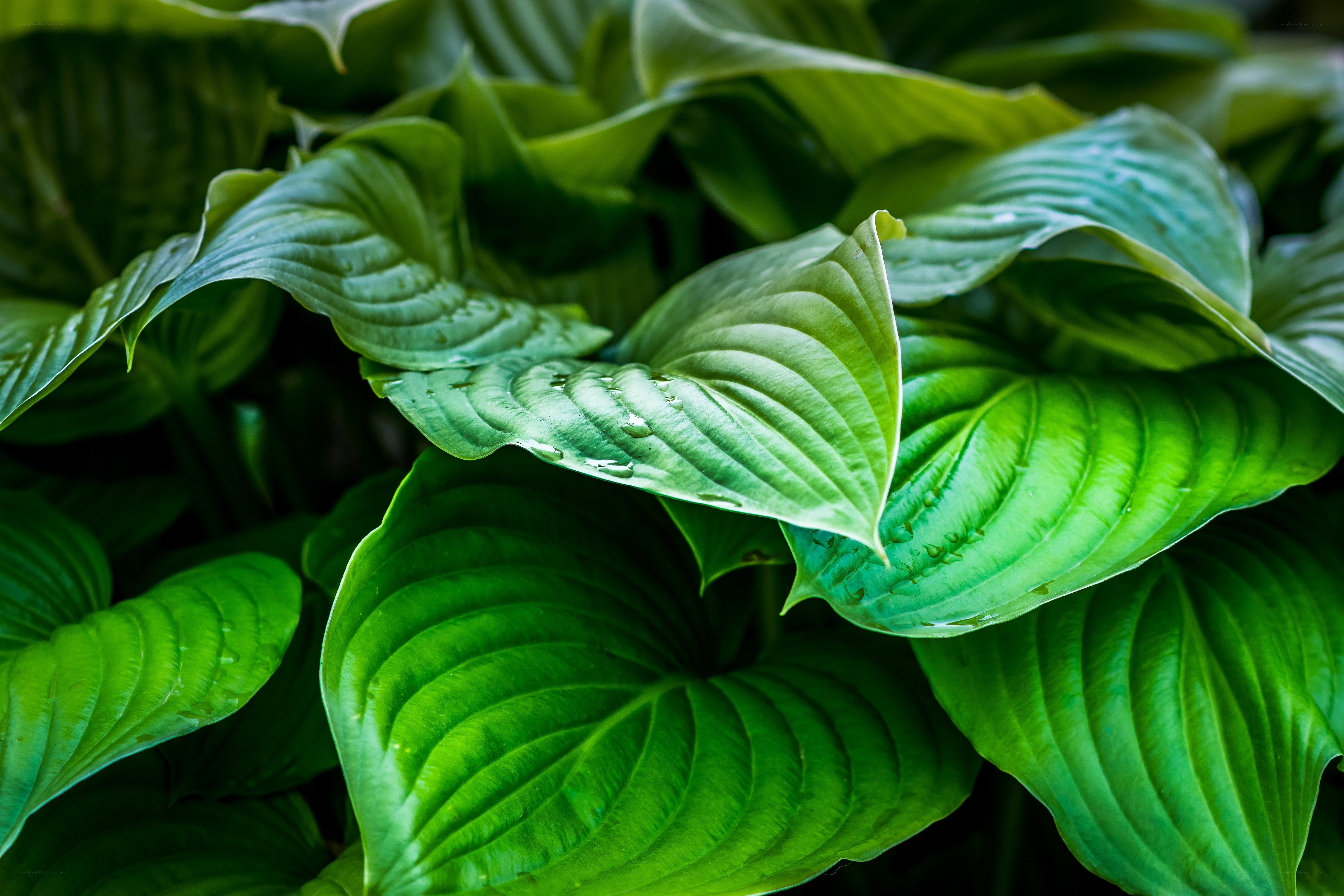green hosta leaves with water droplets