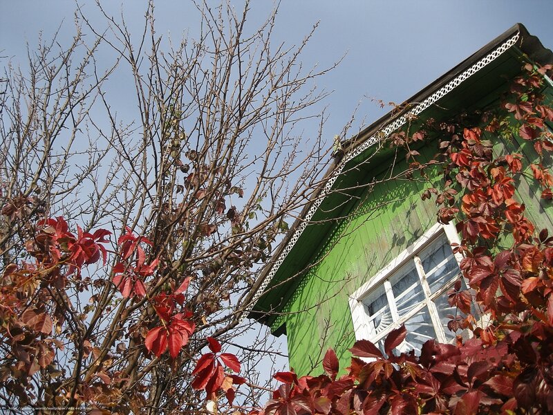 Green House with Vines
