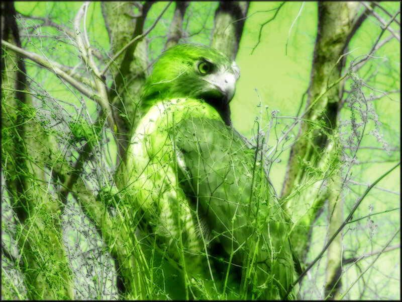 green-hued bird in foliage