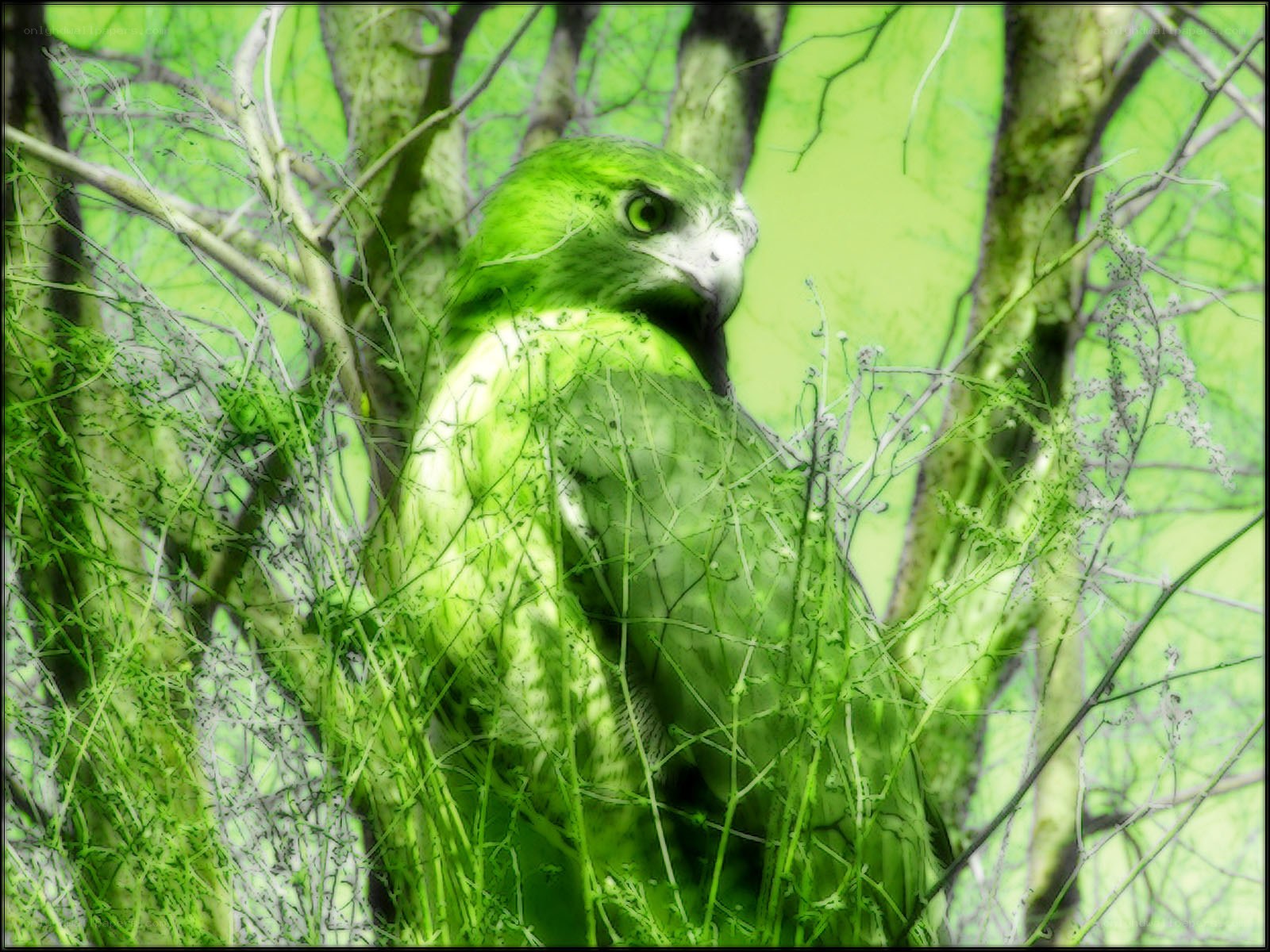 green-hued bird in foliage