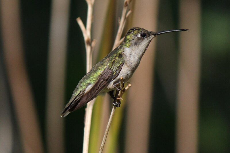 Green Hummingbird — Calm, Afternoon