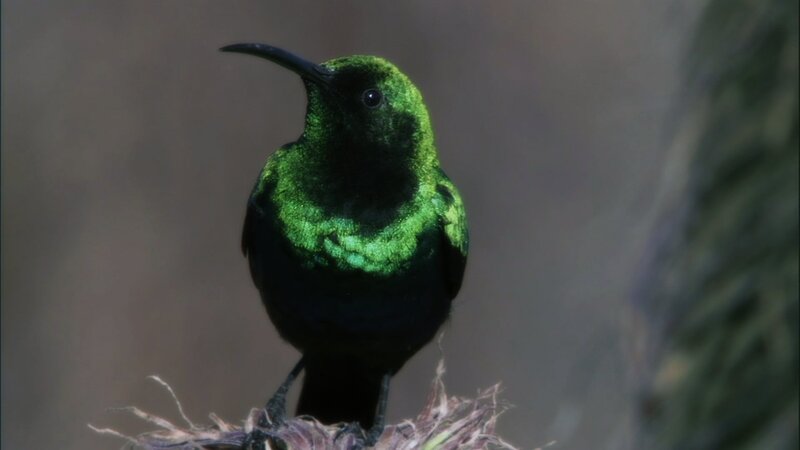 Green Hummingbird — Calm, Photograph, Bird