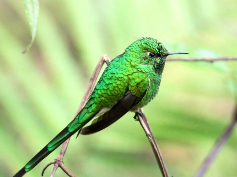 Green Hummingbird — Calm, Photograph