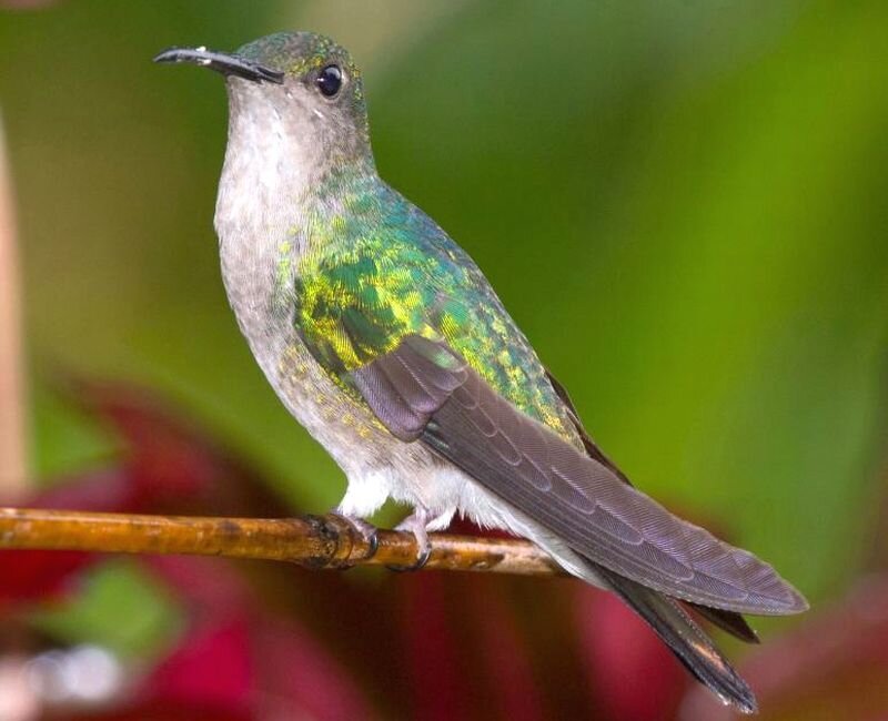 Green Hummingbird — Calm