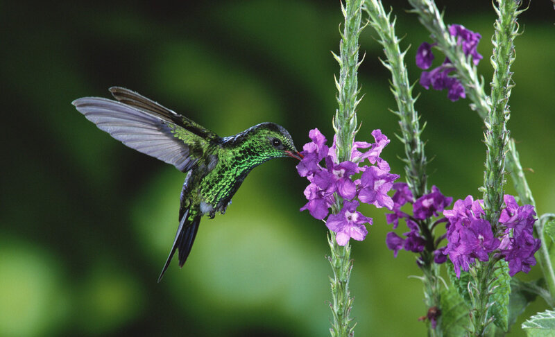 Green Hummingbird Feeding — Calm, Afternoon