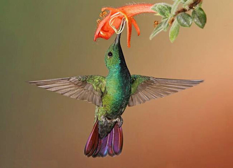 Green Hummingbird Feeding — Calm, Sunset