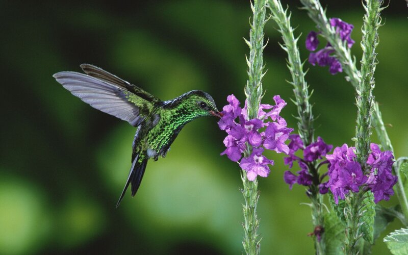 Green Hummingbird Feeding — Calm
