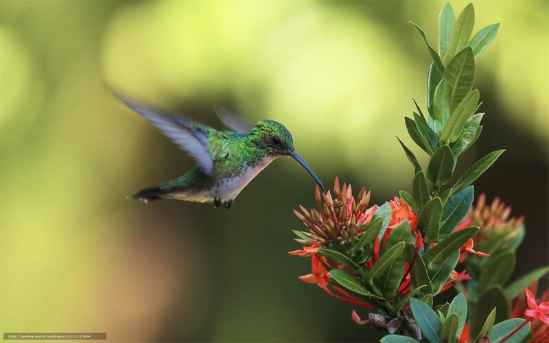 Green Hummingbird Feeding — Serene, Afternoon, Photograph, Flower