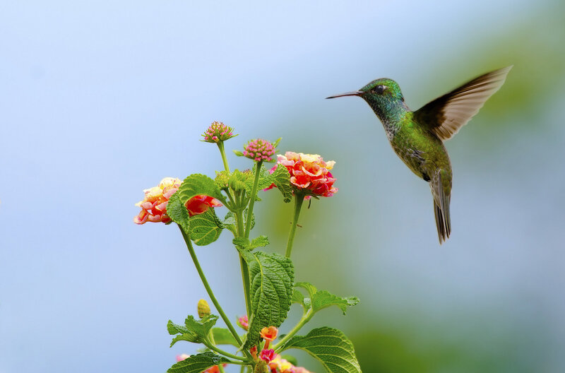 Green Hummingbird Feeding — Serene, Afternoon, Photograph, Flowers
