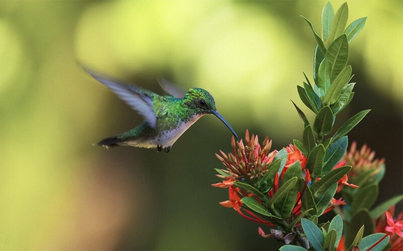 Green Hummingbird Feeding — Serene, Afternoon