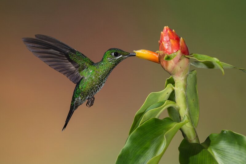 Green Hummingbird Feeding — Serene, Photograph