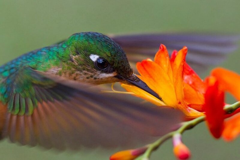 Green Hummingbird Feeding