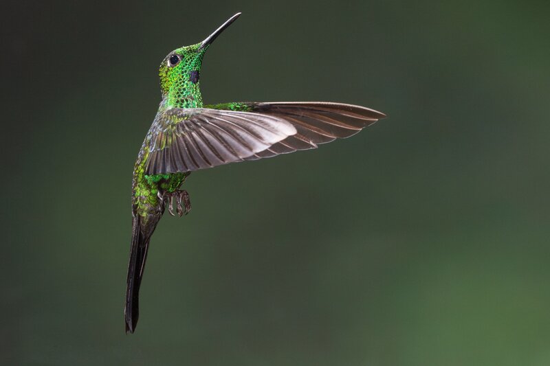 green hummingbird in flight
