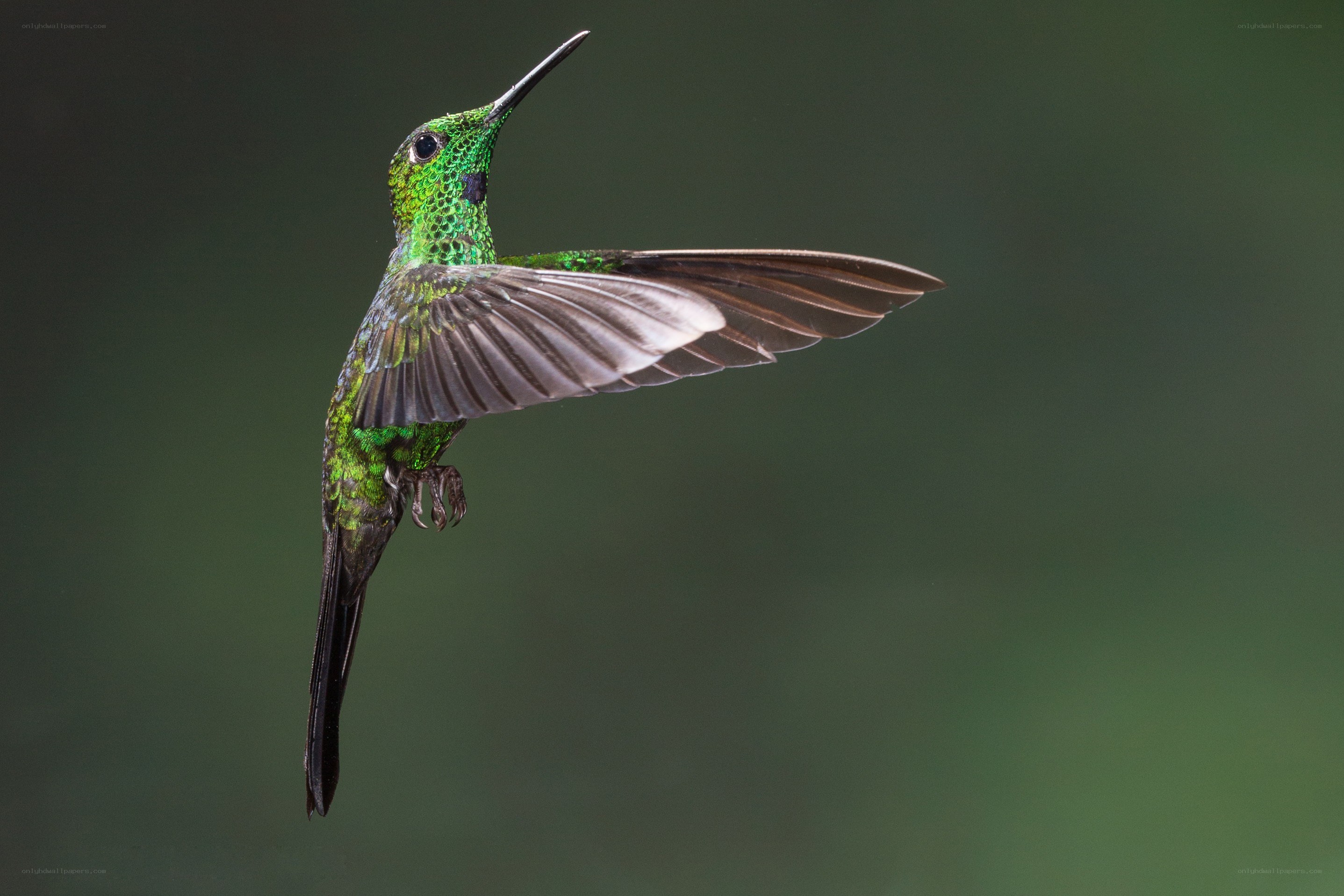 green hummingbird in flight