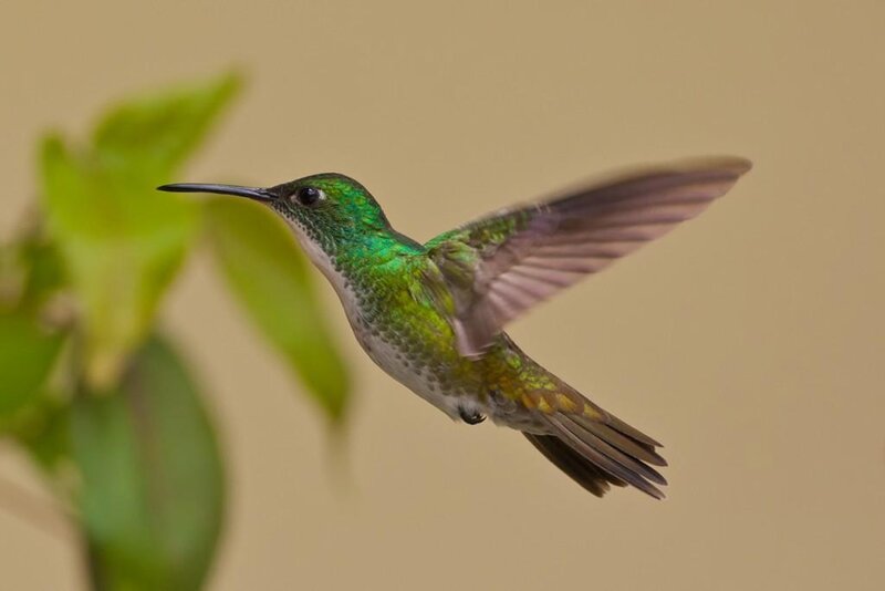 green hummingbird in flight