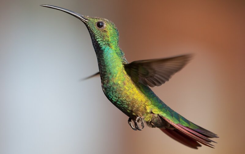 Green Hummingbird in Flight — Dynamic, Photograph, Long Beak