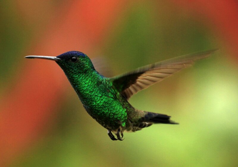 Green Hummingbird in Flight — Dynamic, Photograph