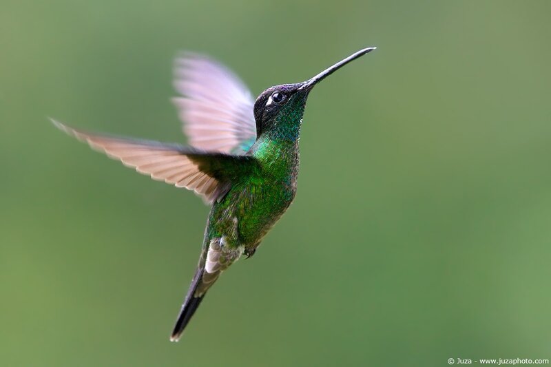 Green Hummingbird in Flight — Dynamic, Photograph, Wings, Beak