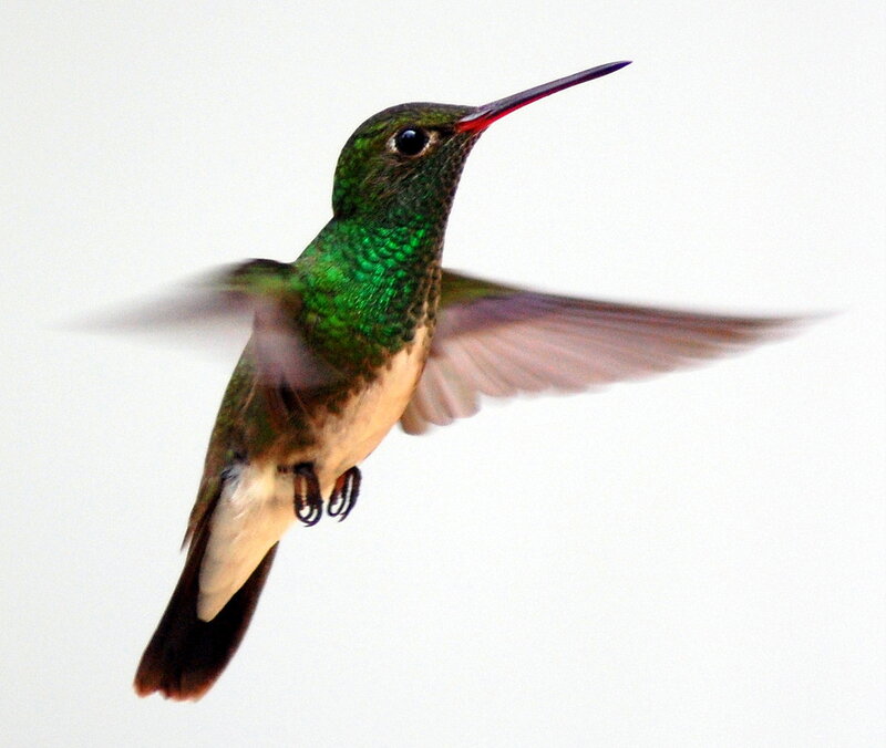 Green Hummingbird in Flight — Dynamic