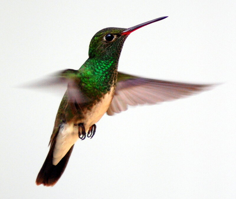 green hummingbird in flight